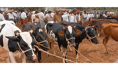 புளியம்பட்டி வார சந்தையில் கால்நடைகள் விற்பனை அமோகம்