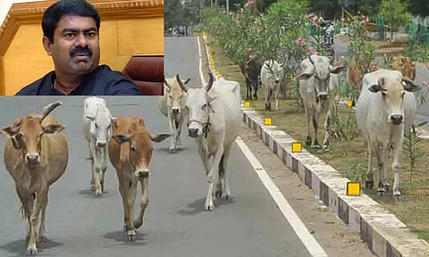 சென்னையில் மாடுகளுக்கு மேய்ச்சல் நிலங்களை உருவாக்க வேண்டும்: சீமான்