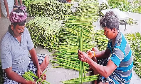 ஒட்டன்சத்திரம் மார்க்கெட்டில் விற்பனைக்கு வந்து குவிந்துள்ள முருங்கைகாய்கள்.