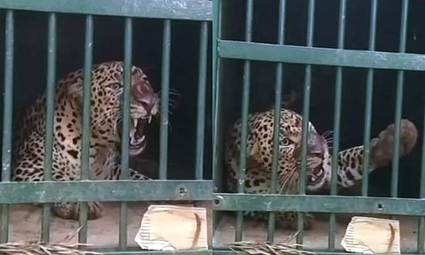 சிறுமி பலியான நிலையில் திருப்பதி மலைப்பாதையில் சிறுத்தை கூண்டில் சிக்கியது