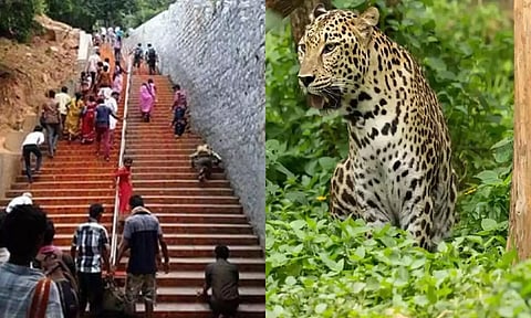 திருப்பதி மலைப்பாதையில் சிறுத்தை மீண்டும் மனிதர்களை வேட்டையாடும்- பக்தர்களுக்கு கடும் எச்சரிக்கை