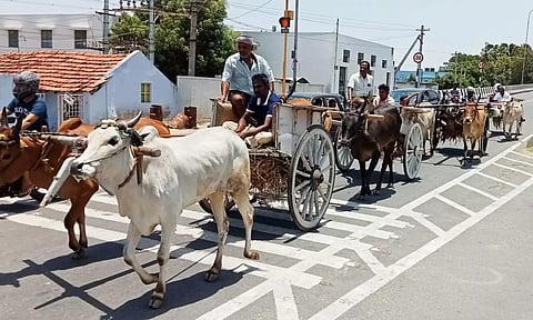 திருமூர்த்திமலைக்கு மாட்டுவண்டிகளில் வந்த பக்தர்கள்