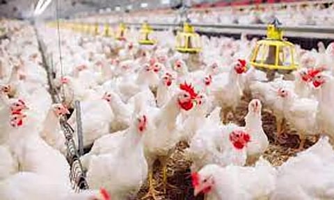 கோவையில் கறிக்கோழி கொள்முதல் விலை உயர்வு