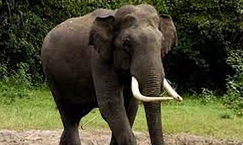 கிராமத்துக்குள் புகுந்து விநாயகர் கோவிலை சுற்றி வந்த யானை- மக்கள் அச்சம்