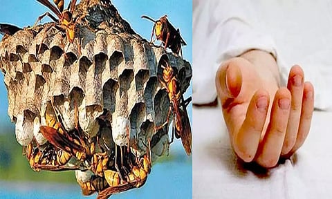 குளவி கொட்டி விவசாயி சாவு