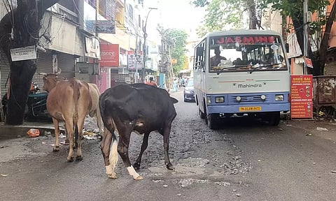சென்னையில் மீண்டும் அத்துமீறி சாலையில் நடமாடும் மாடுகள்- 2 வாரத்தில் 284 மாடுகள் பிடிபட்டன