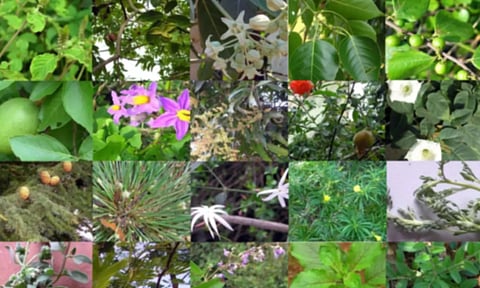 விநாயகர் சதுர்த்தி பூஜைக்குரிய 21 இலைகள்!