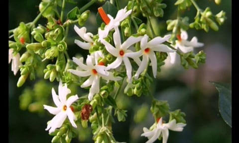 மூன்று வேளை வழிபாட்டிற்கு ஏற்ற மலர்கள்!