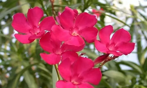 கடன்களை தீர்க்கும் செவ்வரளி