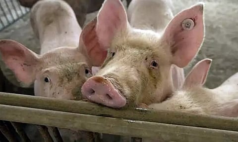 ஆப்பிரிக்க பன்றிக்காய்ச்சல் பரவல்: கேரளாவில் 2 பண்ணைகளில் பன்றிகளை கொல்ல உத்தரவு