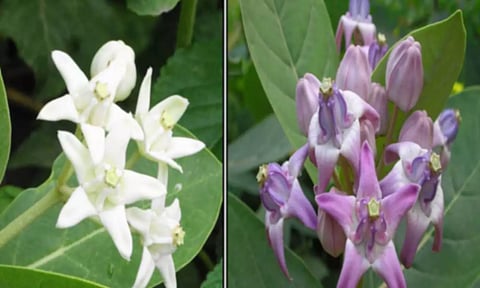 கடவுள்களுக்கு உகந்த வெள்ளெருக்கு!