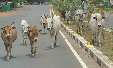 சாலையில் சுற்றி திரிந்த மாடுகளின் உரிமையாளர்களுக்கு அபராதம்