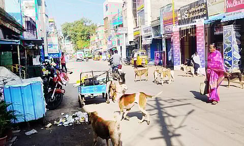 சாலைகளில் சுற்றித்திரியும் தெருநாய்கள்.
