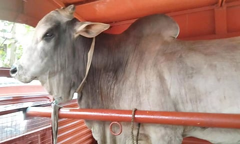 திருவொற்றியூரில் வாகன ஓட்டிகளுக்கு இடையூறு: 5 ஆண்டாக டிமிக்கி கொடுத்த காளை மாடு சிக்கியது