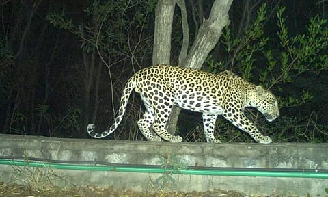 திருப்பதி அலிப்பிரி நடைபாதையில் 50 கேமராக்களில் சிறுத்தை நடமாட்டம் பதிவு- பக்தர்களுக்கு எச்சரிக்கை