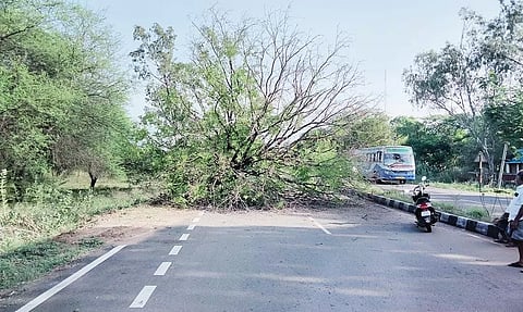 தாலுகா அலுவலகம் முன்பு சாய்ந்த புளியமரம்
