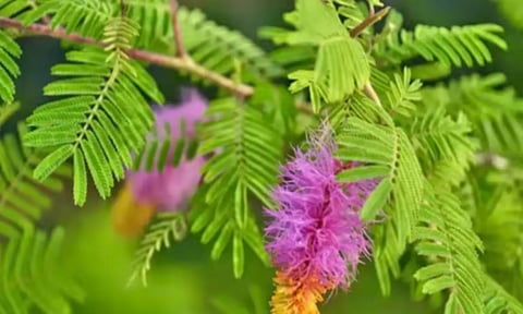 வெற்றி தரும் வன்னி மரம்!