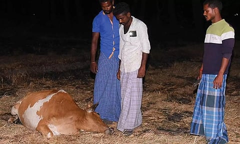 ஆறுமுகநேரியில் விஷம் வைக்கப்பட்ட உணவை தின்றதால் 5 மாடுகள் பலி