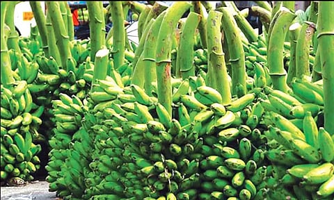 பருவமழை பொய்த்து விட்டதால் வாழைத்தார்கள் விலை கிடுகிடு உயர்வு