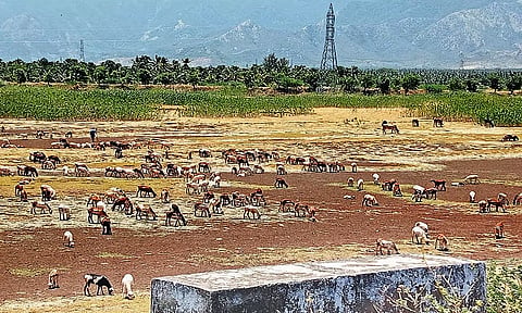 பருவமழை பொய்த்ததால் வறண்ட இலத்தூர் குளம் தற்போது ஆடுகள் மேய்ச்சல் இடமாக மாறிய காட்சி.