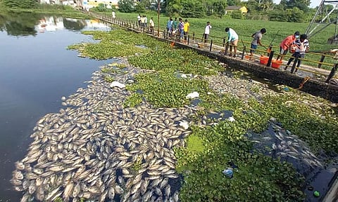 திருவேற்காடு அருகே கூவம் ஆற்றில் டன் கணக்கில் செத்து மிதக்கும் மீன்கள்