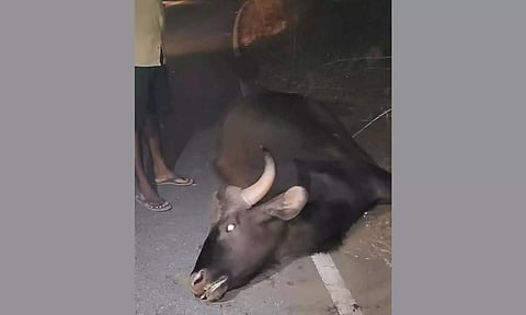 ஆனைகட்டி மலைப்பகுதியில் லாரி மோதி காட்டெருமை உயிரிழப்பு