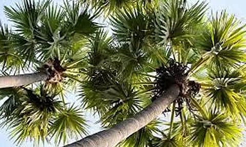 கருணாநிதி நூற்றாண்டு விழா பனை தொழிலாளர் வாரியம் சார்பில் 1 கோடி பனை விதை நட முடிவு