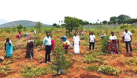 சோமம்பட்டி ஏரியில் பனை விதைகள் விதைக்கும் திருவிழா நடைபெற்ற போது எடுத்த படம்.