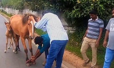 ஊட்டியில் காயங்களுடன் திரிந்த குதிரை மீட்பு