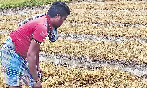 காட்டு பன்றிகள் சேதப்படுத்திய நெற்பயிர்கள்.