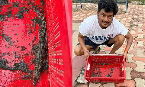 நடிகர் பாலையா பேரன் வீட்டு நீச்சல் குளத்தில் முதலை- தண்ணீரை சுத்தம் செய்தபோது அதிர்ச்சி