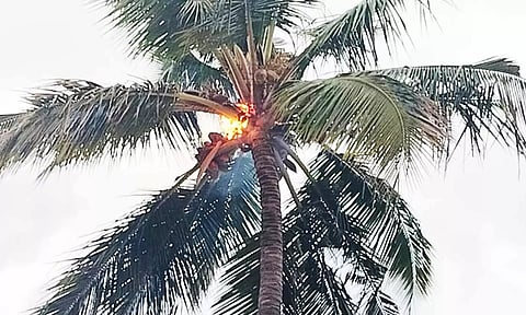 தென்னை மரம் தீ பிடித்து எரியும் காட்சி.