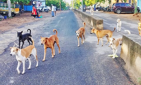 ஆர்.எம்.காலனி ஈ.வெ.ரா. சாலையில் கூட்டமாக சுற்றித்திரியும் தெருநாய்கள்.