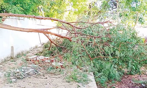 மரம் முறிந்து விழுந்ததில் சேதமடைந்த சுற்றுச்சுவர்.