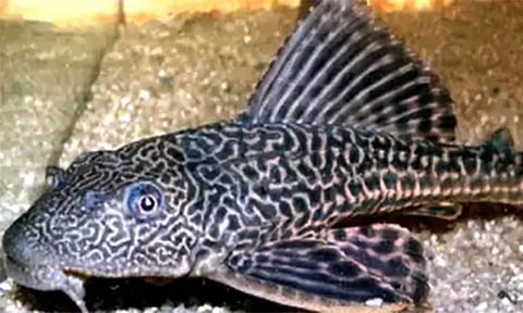 ஆந்திரா, தெலுங்கானாவில் அதிகரிக்கும் பிசாசு மீன்: மீனவர்கள் கவலை