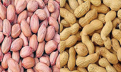 ரூ.21.65 லட்சத்துக்கு நிலக்கடலைக்காய் விற்பனை