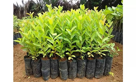 அரூர் பகுதிகளில் தொடர் மழையை பயன்படுத்தி மரக்கன்றுகள் நட வேண்டும்-வனத்துறையினர் தகவல்