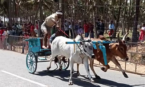ரேக்ளா போட்டியில் சீறிப் பாய்ந்த காளைகள்.