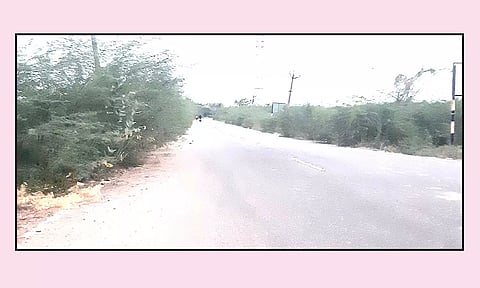 போக்குவரத்துக்கு இடையூறாக உள்ள கருவேல மரங்கள்
