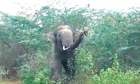 சிறுமுகை விஸ்கோஸ் ஆலை பகுதியில் முகாமிடும் யானைகளால் பொதுமக்கள் அச்சம்