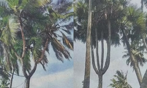 6 கிளைகளுடன் தென்னை, 5 கிளைகளுடன் உள்ள பனைமரத்தை காணலாம்.