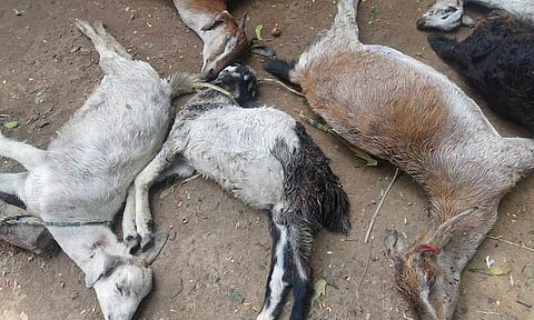 பூண்டி அருகே சிறுத்தைப்புலி நடமாட்டமா?: வனத்துறை அதிகாரிகள் ஆய்வு