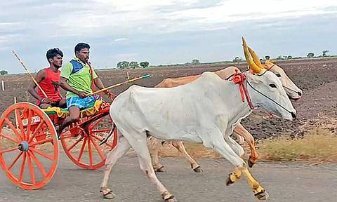 3-வது இடம் பிடித்த புதுமாப்பிள்ளை மாட்டுவண்டி ஓட்டி வந்தகாட்சி.