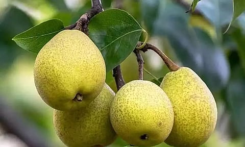 ஏழைகளின் ஆப்பிள் பேரிக்காய்