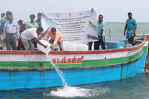 பாக்ஜல சந்தி கடலில் விடப்பட்ட இறால் குஞ்சுகள்