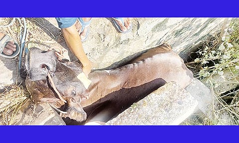 கற்களுக்குள் சிக்கி தவித்த பசு மாடு.
