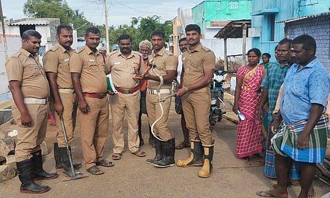 வீட்டில் பதுங்கி இருந்த 4½ அடி நாக பாம்பு உயிருடன் மீட்பு