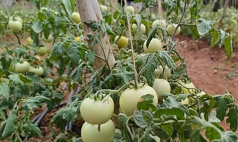 மேட்டுப்பாளையத்தில் தக்காளி விலை கடும் வீழ்ச்சி