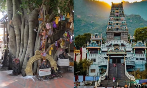 மரத்தில் தவம் செய்யும் முனிவர்கள்