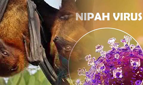 கேரளாவில் பரவும் நிபா வைரஸ் வங்கதேச வகையை சேர்ந்தது: அதிகமாக பாதிக்கும் தன்மையைக் கொண்டது